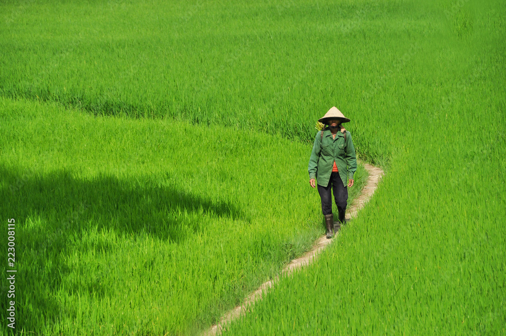 Worker of rice field in Vietnam