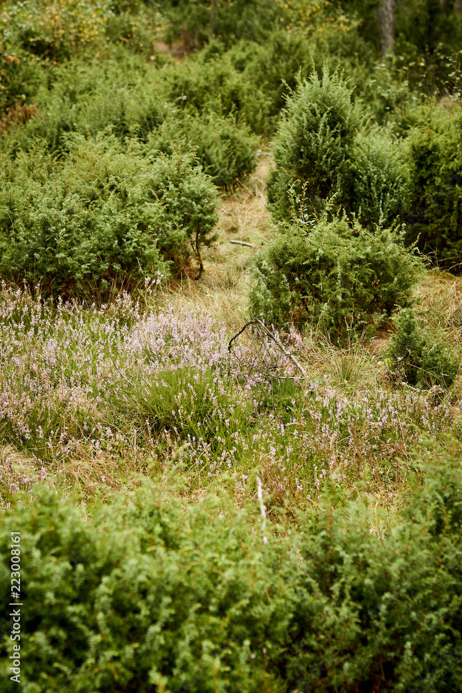 beautiful heathers and green junipers on a glade in a summer forest beautiful heathers and green junipers on a glade in a summer forest
