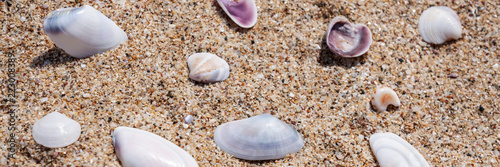 Panoramic photo of a sandy beach with scattered shells © Ester_K
