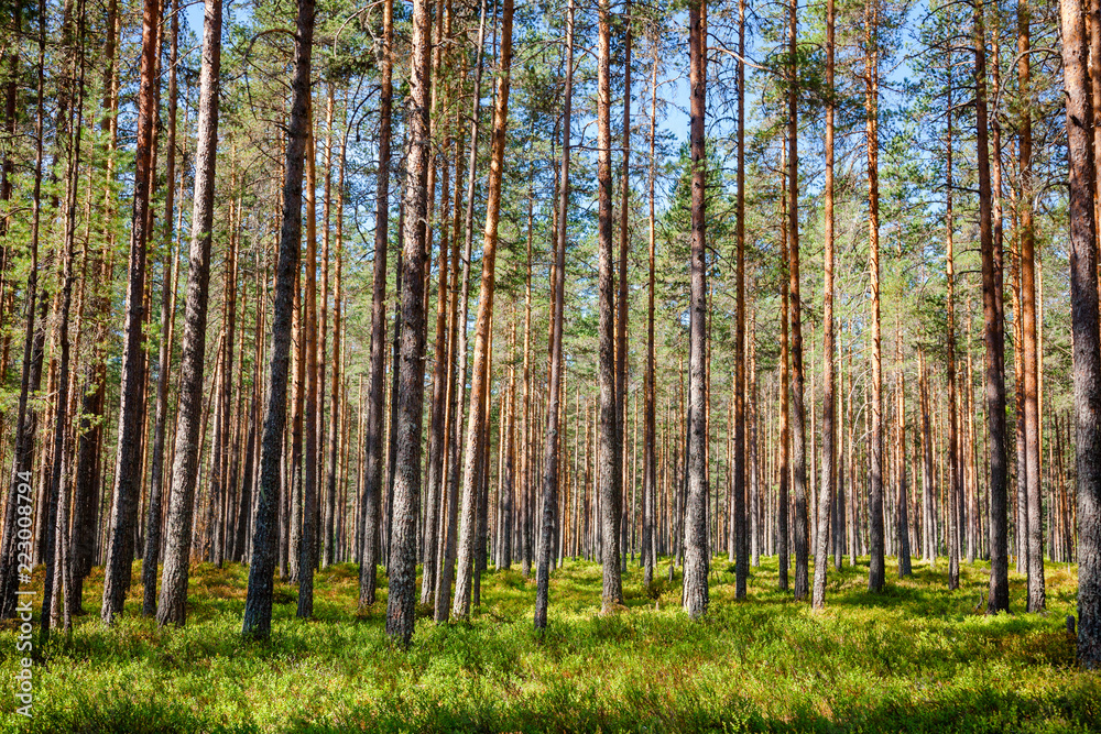 Fototapeta premium Summer fir forest in Norway