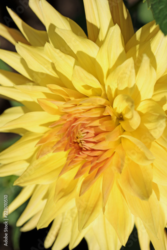 Fototapeta Naklejka Na Ścianę i Meble -  Gelbe Dahlienblüte, Dahlias