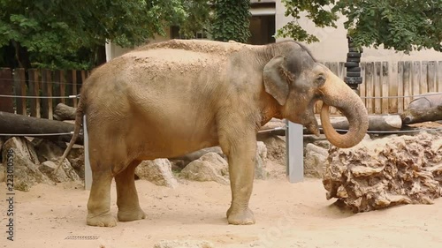 Indian elephant playing with sand in the zoo in Germany