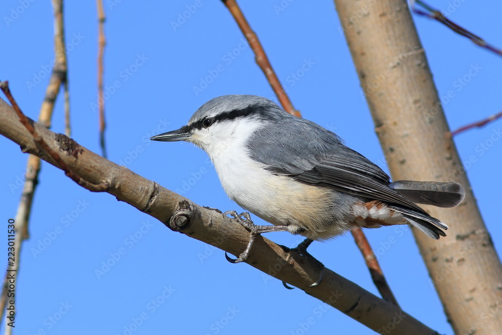 Obraz premium Sitta europaea asiatica. Bird Sunny day on a willow branch