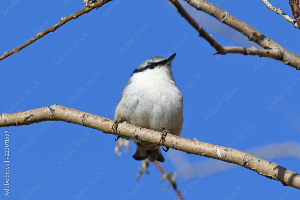Sitta europaea asiatica. Nuthatch closeup on willow branch Sitta europaea asiatica. Nuthatch closeup on willow branch