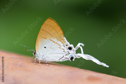 long-tailed butterfly Cheritra freja frigga photo