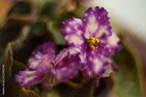  Flower violets