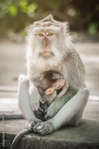 Balinese macague monkeys with her baby at Sacred Monkey Forest photo