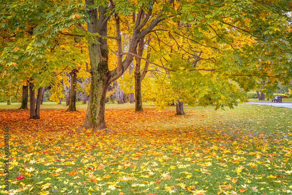 Autumn landscape with maple trees with colored leaves and fallen bright foliage on the grass in the park. Autumn landscape with maple trees with colored leaves and fallen bright foliage on the grass in the park.