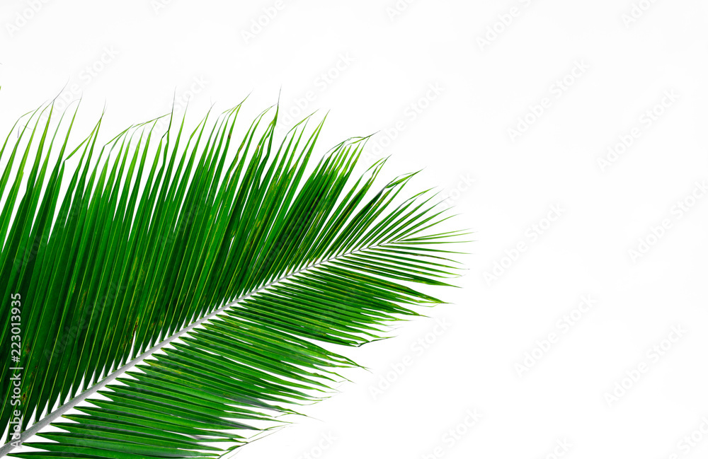 Obraz premium palm coconut leaf isolated on white background