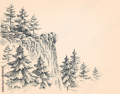 Pine forest in the mountains