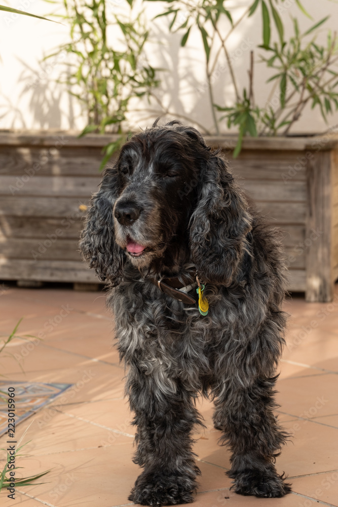 Cocker Cocker