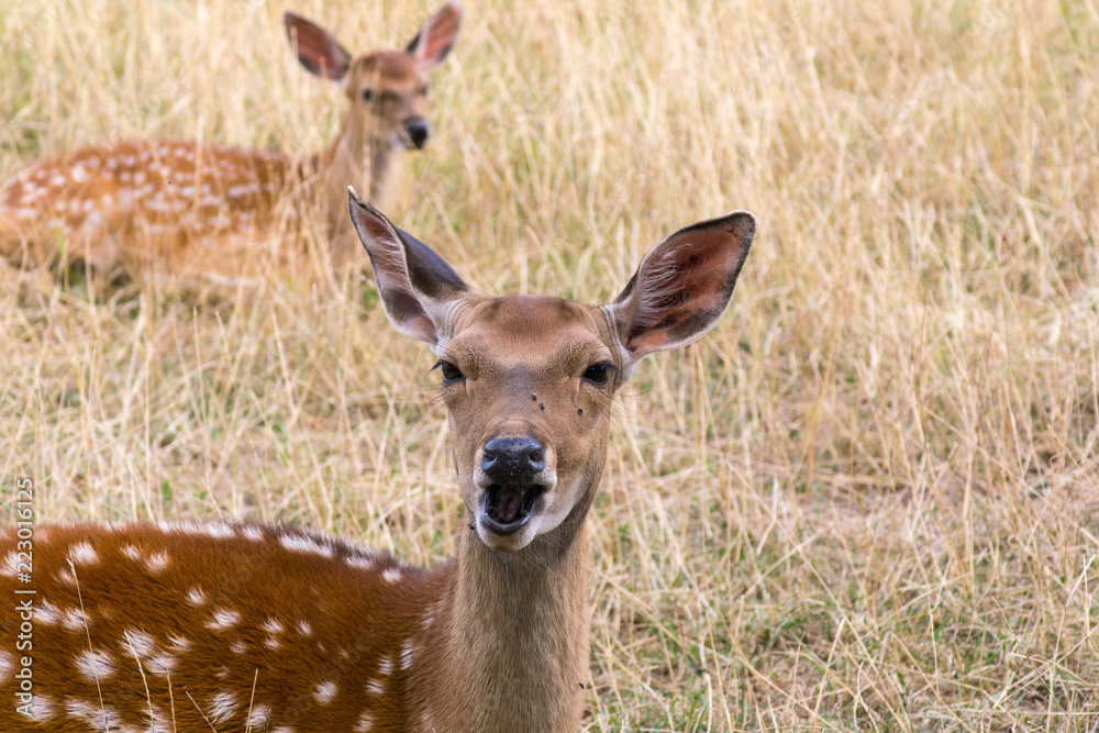 Deers in the Remstecken wildlife park in Koblenz, Germany Deers in the Remstecken wildlife park in Koblenz, Germany