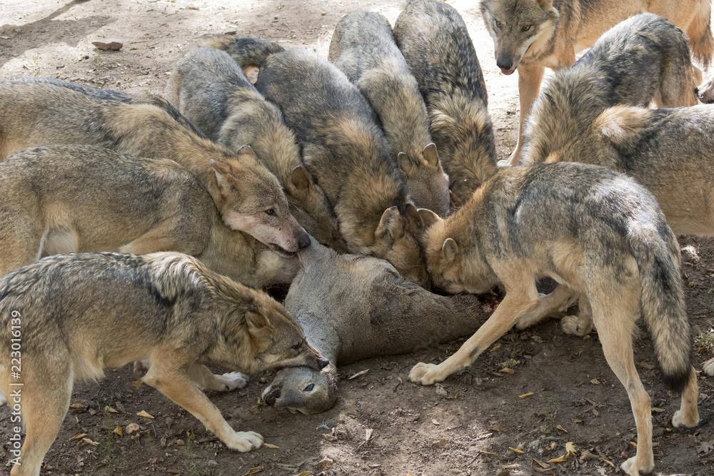 Naklejka premium Wolfrudel mit Beute