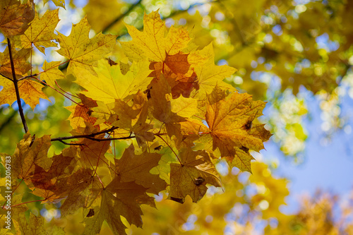 Yellow autumn leaves on a branch in a park. Nature