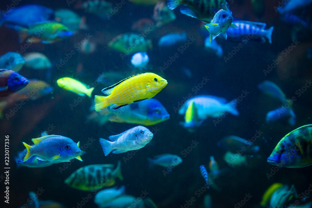 Fototapeta premium Labidochromis caeruleus - lemon yellow lab