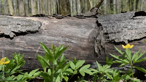 A fallen tree in the forest. Camera moves from left to right.
