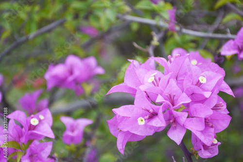 The background is a beautiful flower.