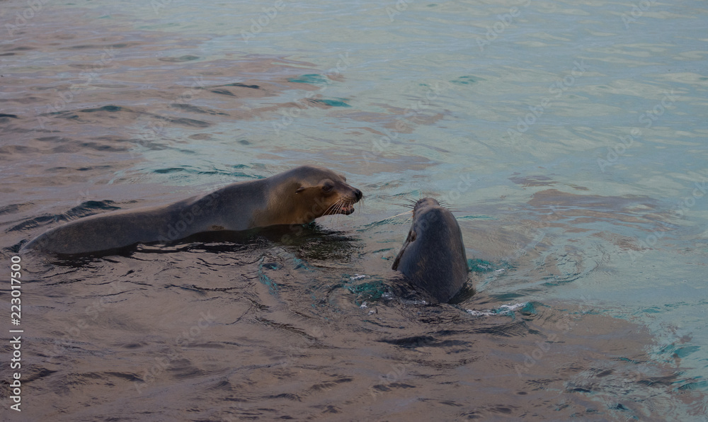Fototapeta premium Seal lions swimming at sunset Isla de Lobos Galapagos Pacific Ocean