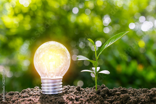 Light bulb with young plant for energy concept put on the soil in soft green nature background.