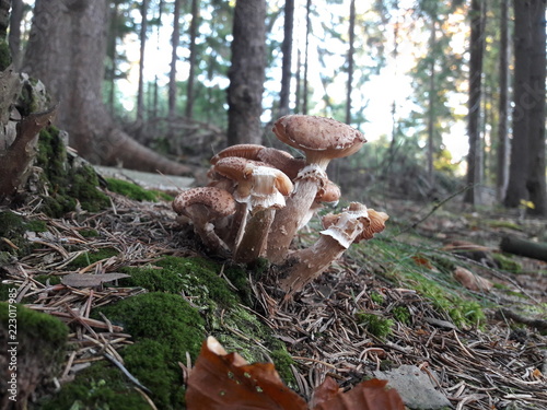 Mushroom Group On Ground photo