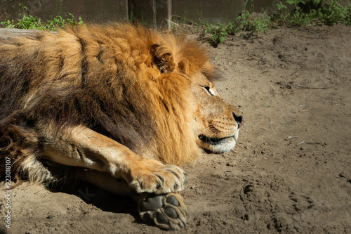 Fototapeta Naklejka Na Ścianę i Meble -  lion lies on the ground
