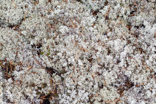 Lichen - Cladonia rangiferina as background photo