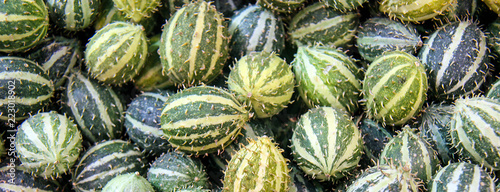 Cucumis anguria, cackrey,maroon cucumber, West Indian gherkin and West Indian gourd. Deco-Fruits yellow and green colors. photo