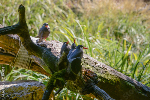 famille d'oiseaux