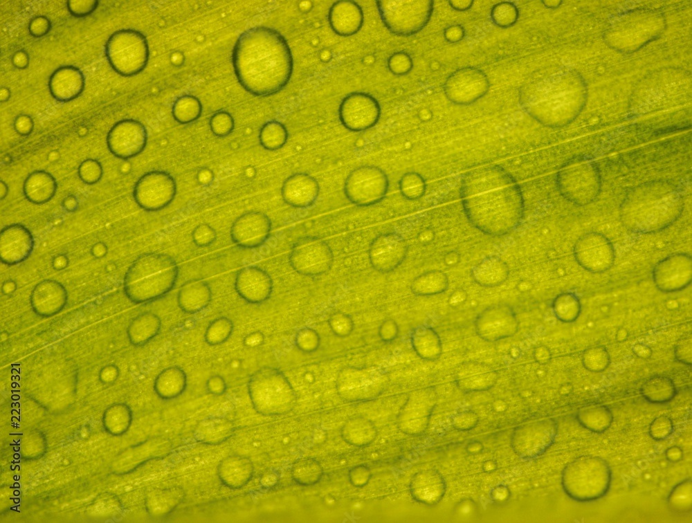 Texture of green leaf with drops of water Texture of green leaf with drops of water