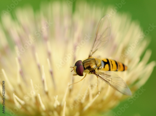 German wasp collects pollen from plants.