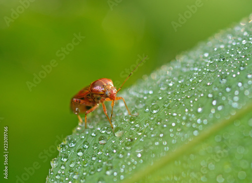 the bedbug sits on a leaf. © borroko72