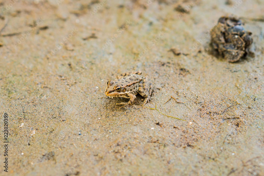 The frog sits on the ground. Shell. The frog sits on the ground. Shell.