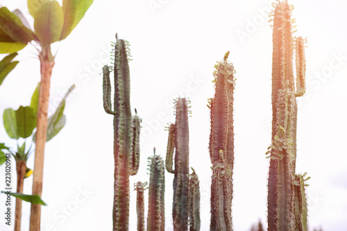 A tall cactus against the sky. Green cactus