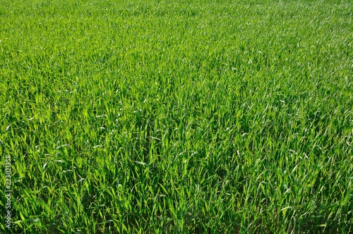 A field of youngs cereals