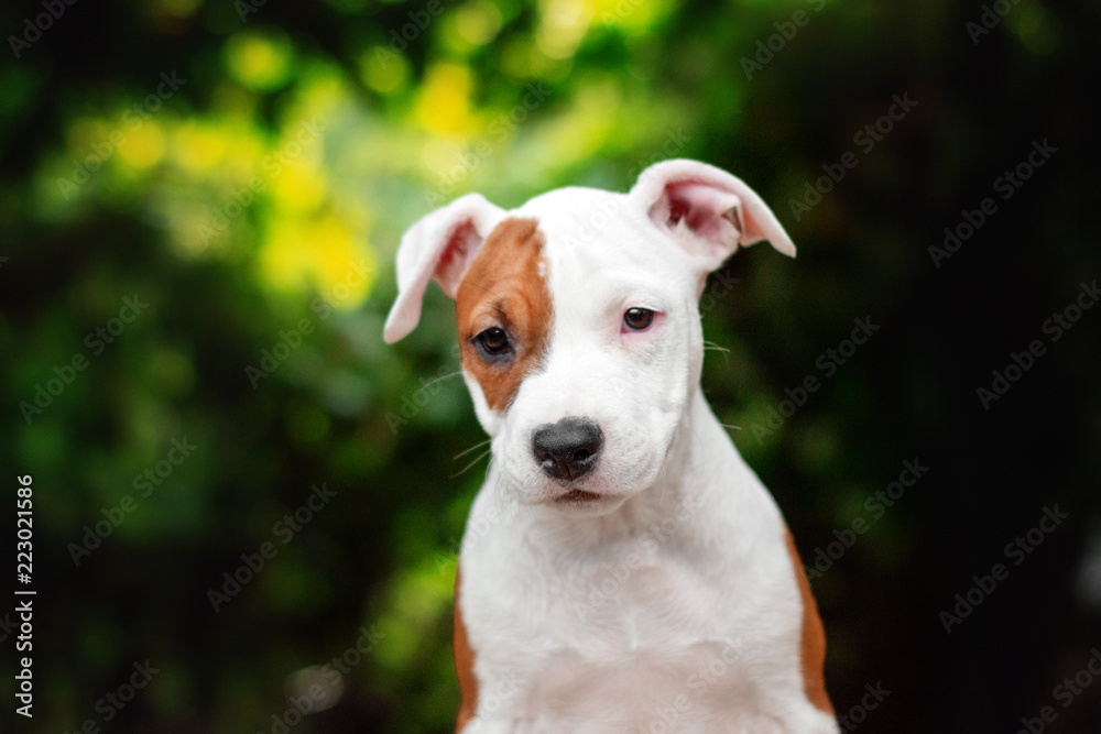 American Staffordshire Terrier puppy white with red spot portrait