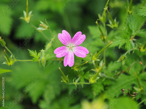 Fototapeta Naklejka Na Ścianę i Meble -  Pink geranuim