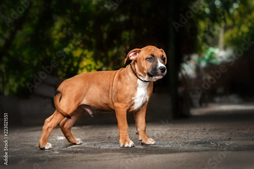 American Staffordshire Terrier puppy redhead beautiful stand