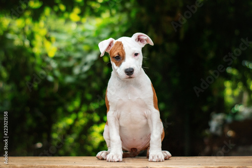 Fototapeta Naklejka Na Ścianę i Meble -  American Staffordshire Terrier puppy with a red spot sitting