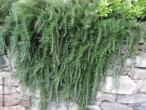 Weeping trailing rosemary plant cascading down a rock wall