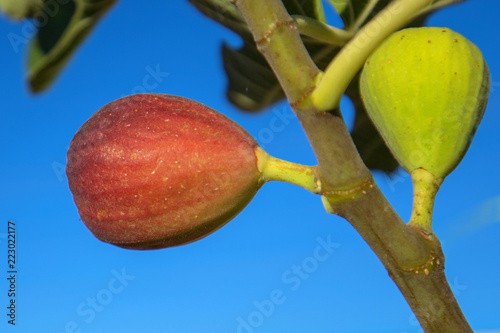 Black Jack fig in southern California United States photo