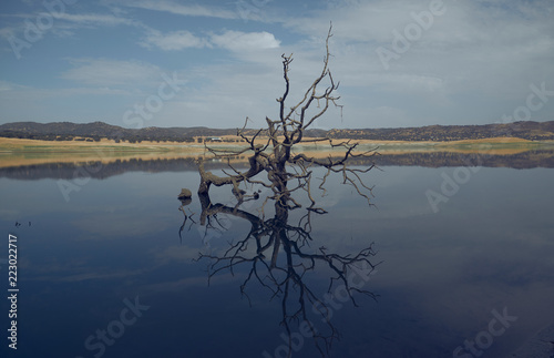 Dead leafless tree in middle of lake