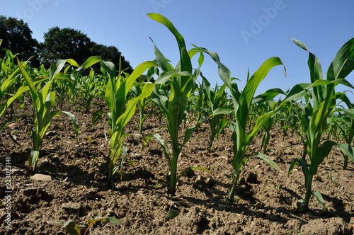 Corn field in Spring