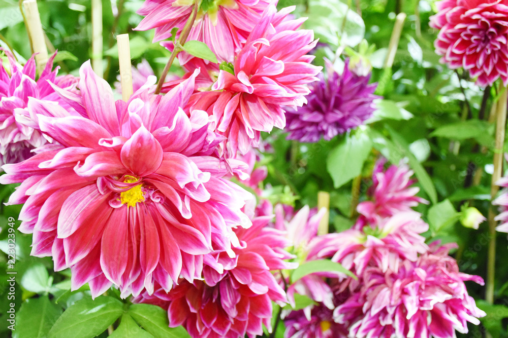 Rayong province Thailand , Aug 11 , 2018 :  Beautiful tulips are blooming in Thailand.