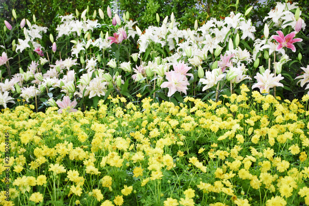 Rayong province Thailand , Aug 11 , 2018 : Beautiful tulips are blooming in Thailand. Rayong province Thailand , Aug 11 , 2018 : Beautiful tulips are blooming in Thailand.
