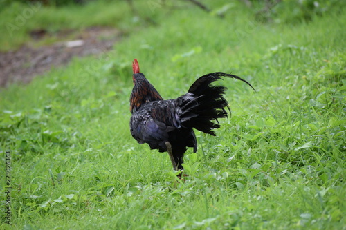 Indian black cockerel searching for food