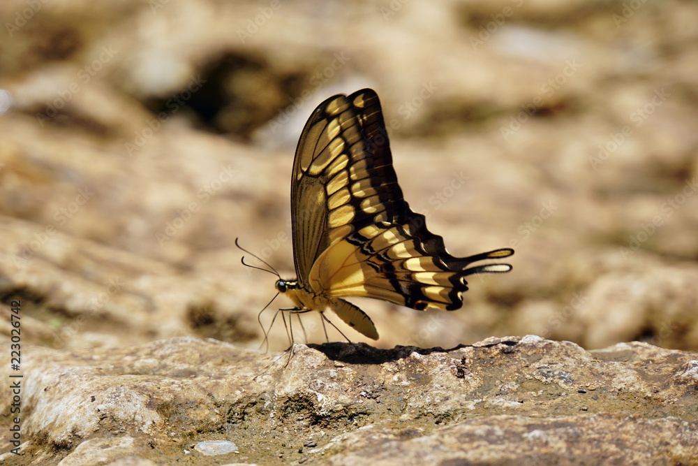 Fototapeta premium Königs Page in Semuc Champey