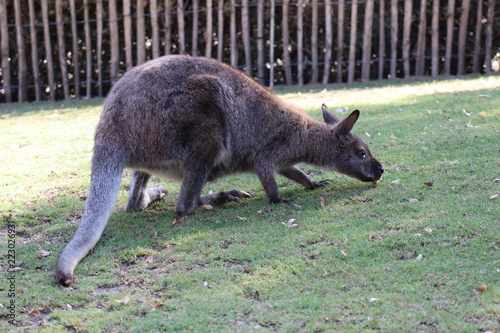 Kangaroo 