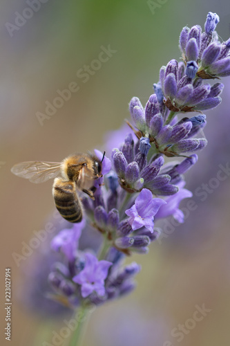Bee on purple lavender in a garden © John