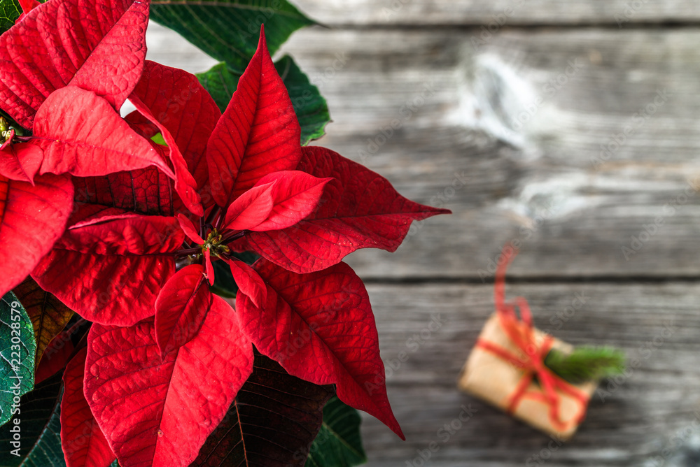 Φωτογραφία Christmas background with winter christmas gift and flower of red poinsettia, to