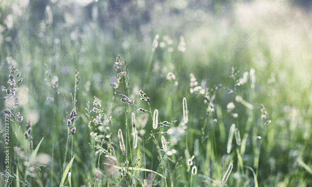 Landscape is summer. Green trees and grass in a countryside land Landscape is summer. Green trees and grass in a countryside land